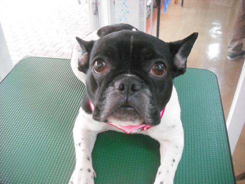 ファイル 3036-1.jpg