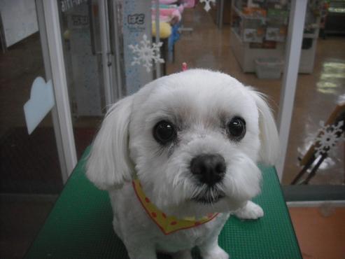 ファイル 3038-1.jpg