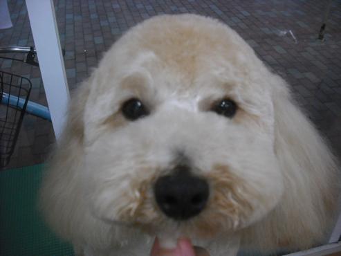 ファイル 3042-1.jpg