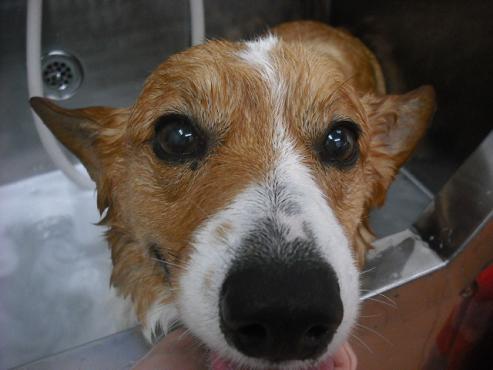 ファイル 3050-2.jpg