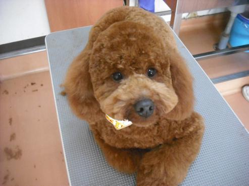 ファイル 3052-1.jpg