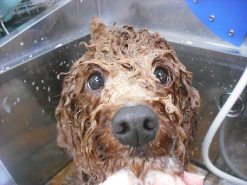 ファイル 3052-2.jpg