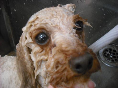 ファイル 3062-2.jpg