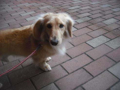 ファイル 3072-1.jpg