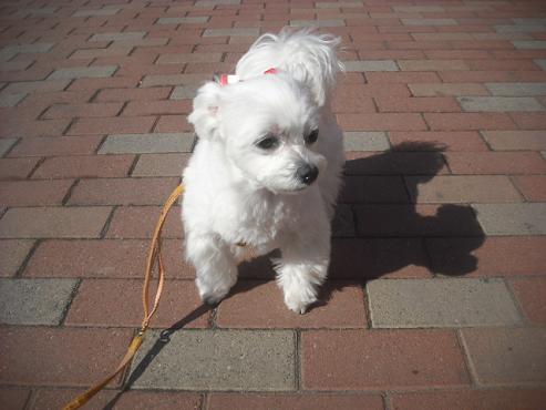 ファイル 3080-1.jpg