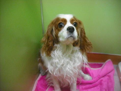 ファイル 3081-1.jpg