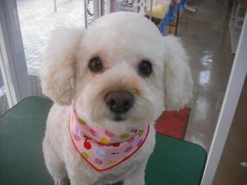 ファイル 3093-1.jpg