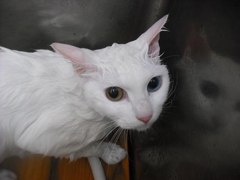 ファイル 3096-2.jpg