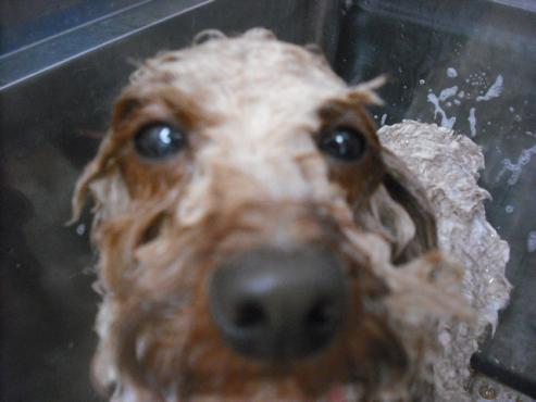 ファイル 3097-1.jpg