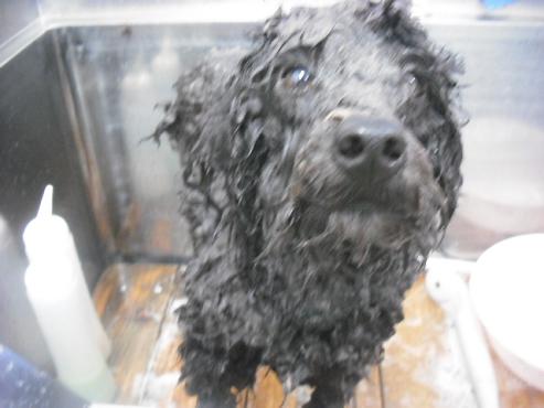 ファイル 3099-2.jpg