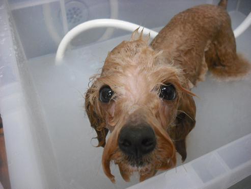 ファイル 3100-2.jpg