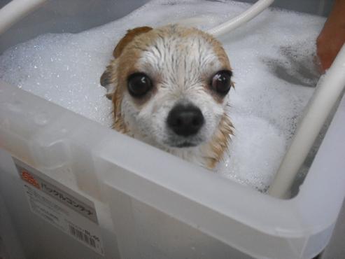 ファイル 3107-2.jpg