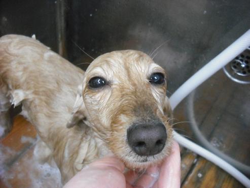 ファイル 3110-2.jpg