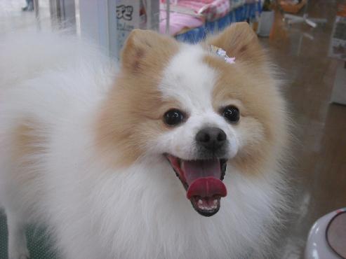 ファイル 3111-1.jpg