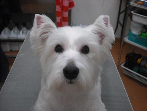 ファイル 3112-1.jpg