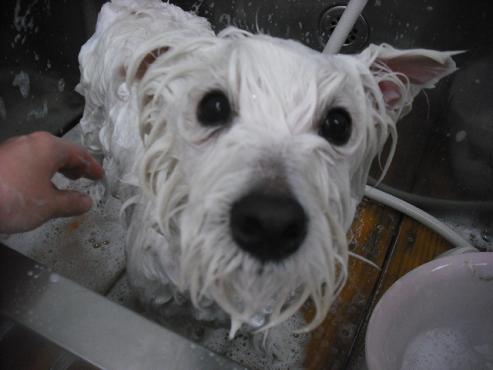 ファイル 3112-2.jpg