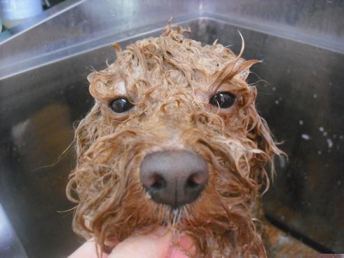 ファイル 3114-2.jpg