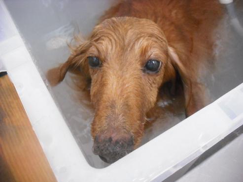 ファイル 3117-2.jpg