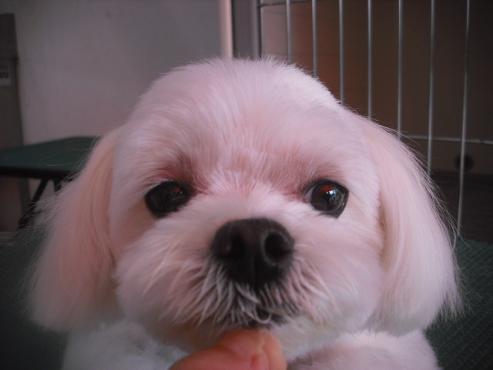 ファイル 3121-1.jpg