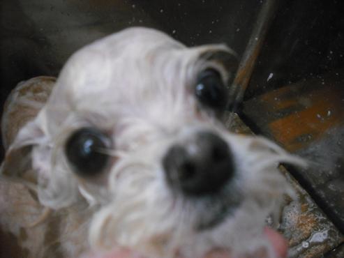 ファイル 3123-2.jpg