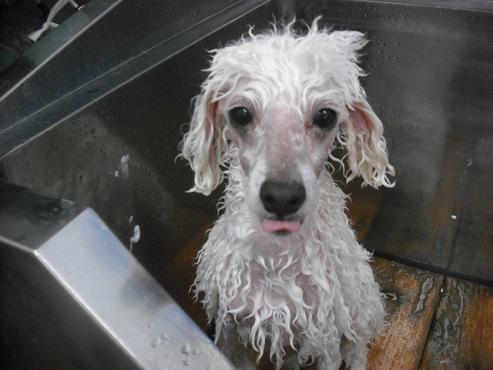 ファイル 3126-2.jpg