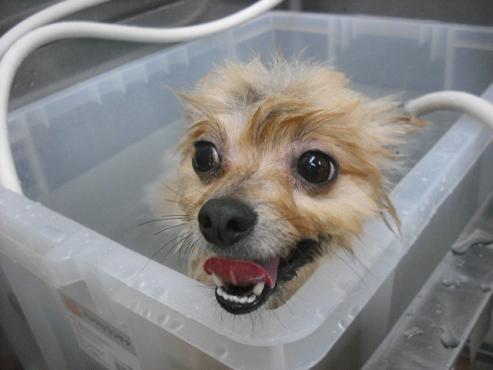 ファイル 3127-2.jpg