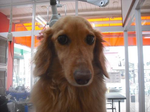 ファイル 3129-1.jpg