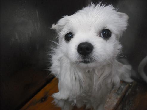 ファイル 3139-2.jpg