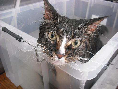 ファイル 314-2.jpg