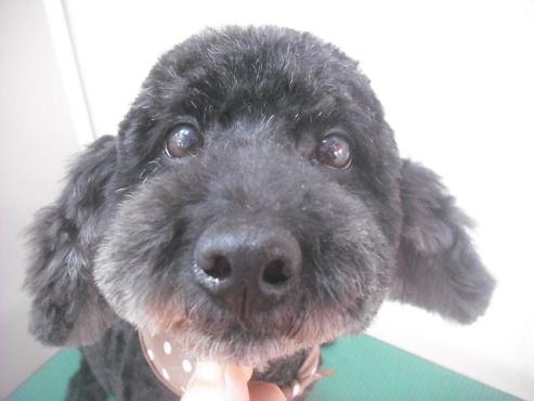 ファイル 3151-1.jpg