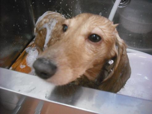 ファイル 3152-2.jpg