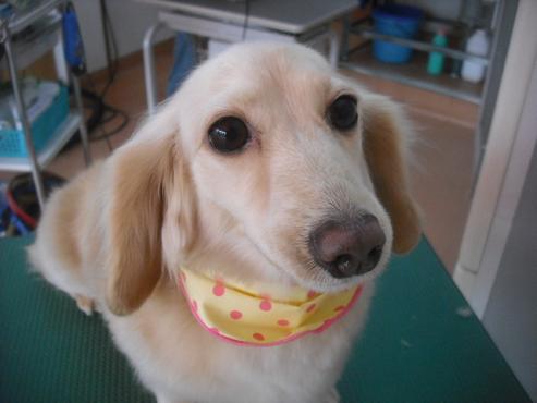 ファイル 3153-1.jpg