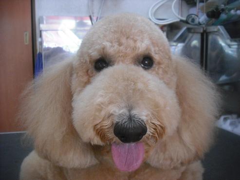 ファイル 3154-1.jpg