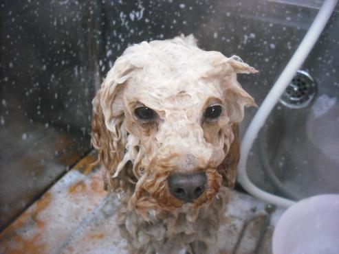 ファイル 3158-2.jpg