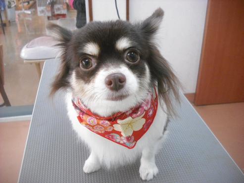 ファイル 3159-1.jpg