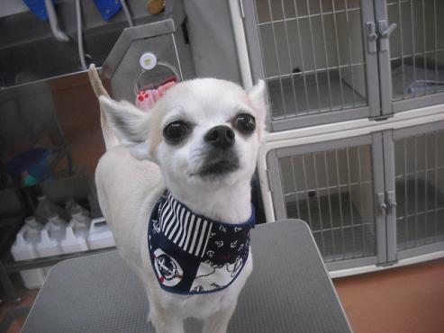 ファイル 3160-1.jpg