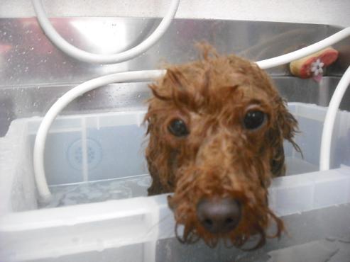 ファイル 3161-2.jpg