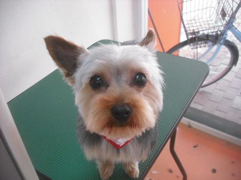 ファイル 3170-1.jpg