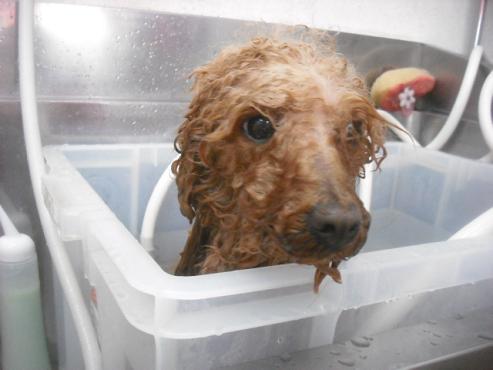 ファイル 3172-2.jpg