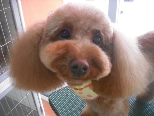 ファイル 3173-1.jpg