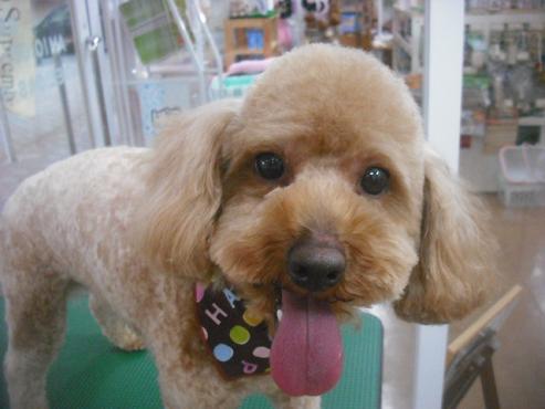 ファイル 3175-1.jpg