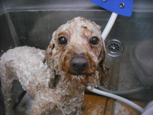 ファイル 3175-2.jpg