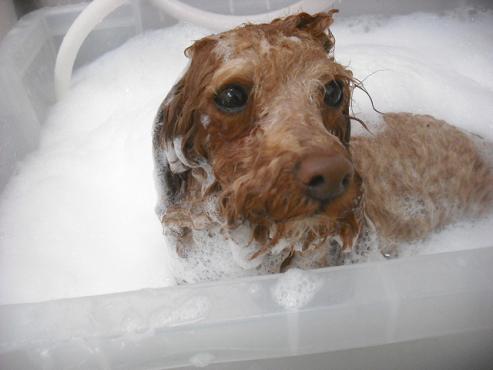 ファイル 3177-2.jpg