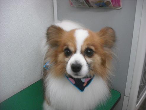 ファイル 3183-1.jpg