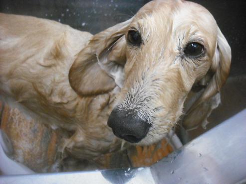 ファイル 3185-2.jpg