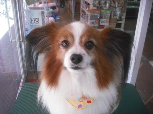 ファイル 3190-1.jpg