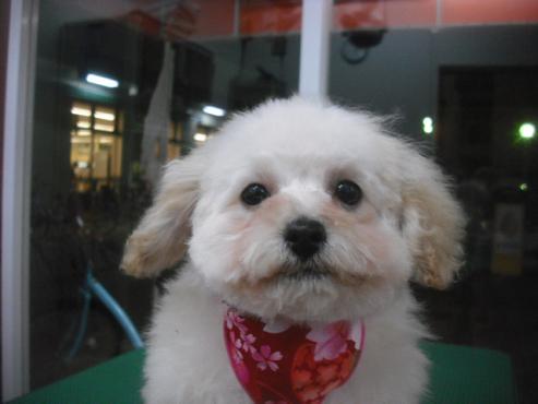 ファイル 3193-1.jpg