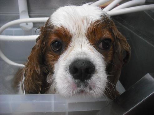 ファイル 3195-2.jpg