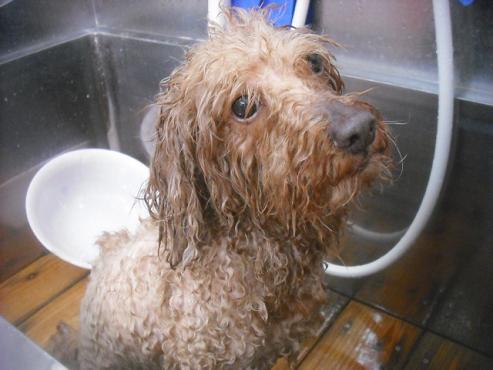 ファイル 3196-2.jpg