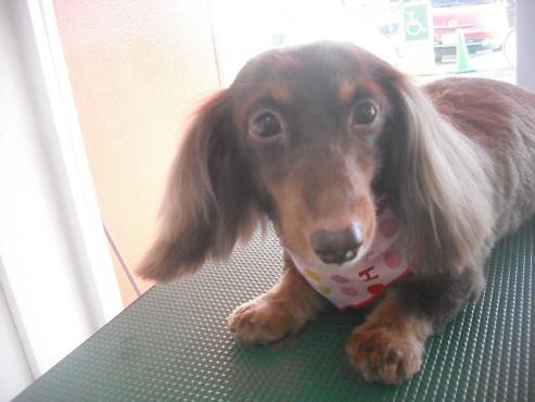 ファイル 3197-1.jpg